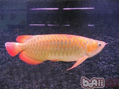 龍魚(yú)價(jià)值多少錢(qián)一只：龍魚(yú)市場(chǎng)價(jià)格及其影響因素探討龍魚(yú)市場(chǎng)價(jià)格及其影響 龍魚(yú)百科 第1張