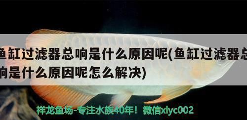 金龍魚與銀龍魚的價格差多少：金龍魚與銀龍魚的價格差異 水族問答 第1張