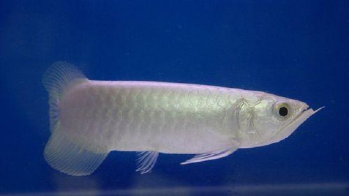 銀龍魚(yú)適宜水溫調(diào)控技巧：銀龍魚(yú)水溫調(diào)控技巧 龍魚(yú)百科 第5張