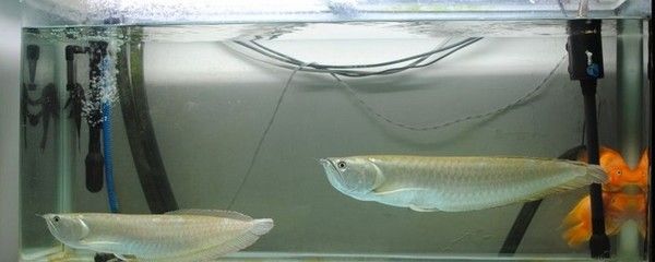 銀龍魚(yú)適宜水溫調(diào)控技巧：銀龍魚(yú)水溫調(diào)控技巧 龍魚(yú)百科 第4張