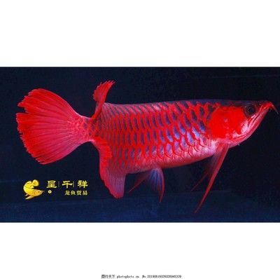 祥龍超血紅龍魚：祥龍超血紅龍魚市場價格 紅龍魚百科 第2張