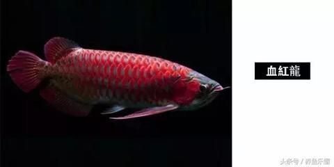 血紅龍魚(yú)為什么這么貴：血紅龍魚(yú)價(jià)格昂貴是由其稀有性、養(yǎng)殖難度、文化象征意義、品種和品相以及市場(chǎng)需求 紅龍魚(yú)百科 第5張