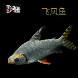 紅龍魚是冷水魚嗎：紅龍魚冬季養(yǎng)護方法紅龍魚換水頻率及比例技巧 紅龍魚百科 第1張