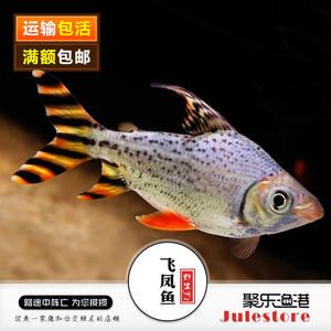 紅龍魚是冷水魚嗎：紅龍魚冬季養(yǎng)護方法紅龍魚換水頻率及比例技巧 紅龍魚百科 第2張