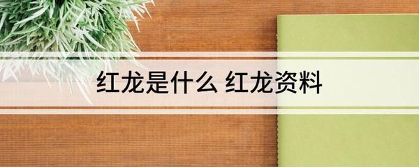 加里曼丹紅龍魚證書查詢：加里曼丹紅龍魚的證書查詢流程 紅龍魚百科 第1張