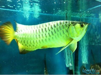 龍魚狀態(tài)不錯就不吃食了：如何判斷龍魚健康狀況，龍魚飼料選擇指南