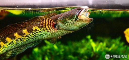 龍魚只吃飼料怎么辦：龍魚飼料品牌推薦,改善龍魚飲食結(jié)構(gòu)方法,龍魚飼料營養(yǎng)成分解析 龍魚百科 第4張