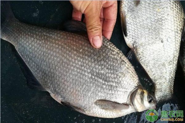 金龍魚御品小麥粉：使用金龍魚御品小麥粉制作面食時，我應(yīng)該注意哪些步驟？ 水族問答 第1張