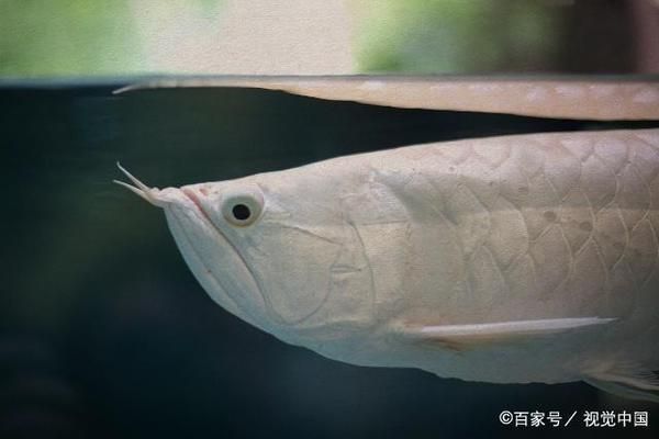 龍魚害怕怎么辦視頻：龍魚受到驚嚇怎么辦 龍魚百科 第4張