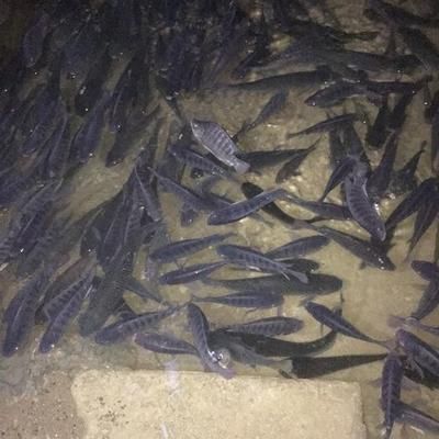 金龍魚原料來源：關于金龍魚的問題 水族問答 第2張