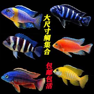 伊巴卡魚交易平臺推薦：伊巴卡魚養(yǎng)殖技術(shù)分享 龍魚百科 第2張