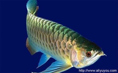 龍魚能活幾年：龍魚的壽命一般在多久？ 龍魚百科 第5張