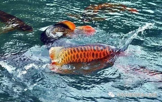 龍魚怎么入缸：龍魚入缸初期的光照管理步驟，龍魚入缸初期的光照管理 龍魚百科 第4張