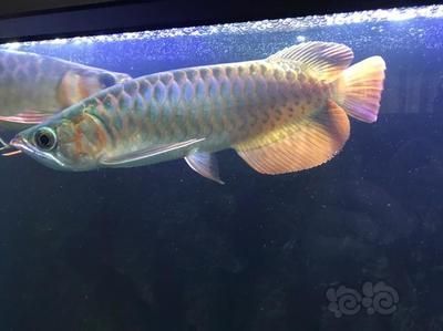 怎樣調(diào)整龍魚的狀態(tài)呢：如何有效地調(diào)整龍魚的狀態(tài) 龍魚百科 第2張