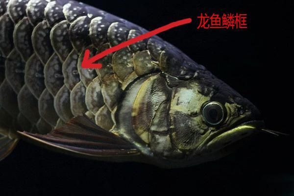 龍魚魚鱗充血怎么辦尾部下沉：龍魚魚鱗充血及尾部下沉怎么辦 龍魚百科 第1張