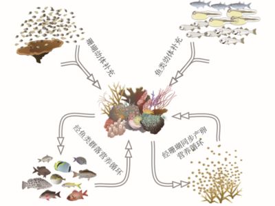 銀版魚適宜水體循環(huán)系統(tǒng)：銀版魚適宜的水體循環(huán)系統(tǒng) 龍魚百科 第3張