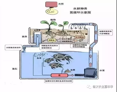 銀版魚適宜水體循環(huán)系統(tǒng)：銀版魚適宜的水體循環(huán)系統(tǒng) 龍魚百科 第2張