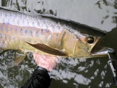 金龍紅龍魚(yú)苗怎么區(qū)分好壞：金龍紅龍魚(yú)和紅龍魚(yú)苗在外觀上有明顯的區(qū)別，如何挑選魚(yú)苗 紅龍魚(yú)百科 第2張