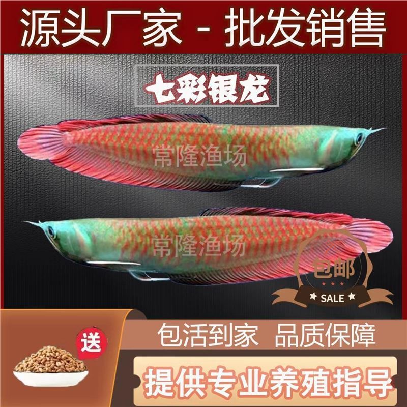 金龍紅龍魚(yú)苗怎么區(qū)分好壞：金龍紅龍魚(yú)和紅龍魚(yú)苗在外觀上有明顯的區(qū)別，如何挑選魚(yú)苗 紅龍魚(yú)百科 第3張