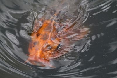 龍魚是冷水魚嗎還是熱水魚好：關(guān)于龍魚水溫需求的詳細(xì)信息 龍魚百科 第2張