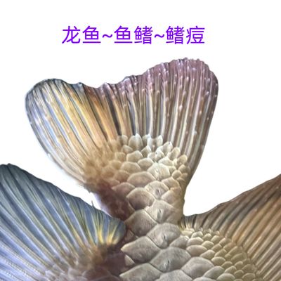 龍魚散尾多久能好：龍魚散尾后如何正確用藥 龍魚百科 第3張