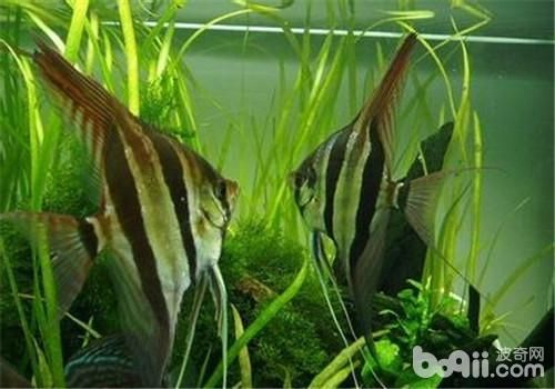 金龍魚怎么發(fā)色：如何正確飼養(yǎng)金龍魚 水族問答