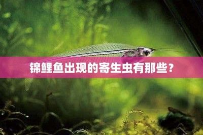 金龍魚怎么發(fā)色更好一些：如何提高金龍魚發(fā)色效果 水族問答