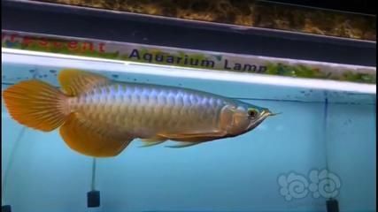 hulu大湖紅龍魚 紅龍魚百科 第3張