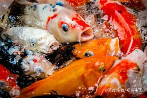 鑒別龍鳳鯉魚(yú)的誤區(qū)：如何區(qū)分龍鳳錦鯉的品種 龍魚(yú)百科 第1張