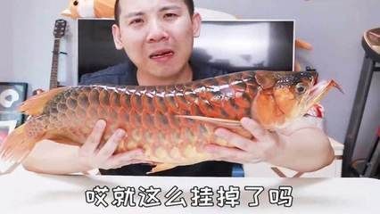 紅龍魚不紅發(fā)黃為什么會(huì)死：紅龍魚不紅發(fā)黃是怎么回事