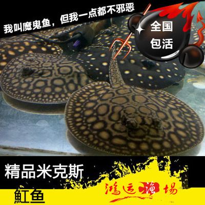 龍魚和魔鬼魚能混養(yǎng)嗎：龍魚和魔鬼魚可以混養(yǎng)嗎 龍魚百科 第3張