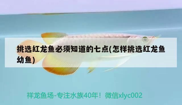 紅龍魚(yú)比賽的審美標(biāo)準(zhǔn)：紅龍魚(yú)市場(chǎng)價(jià)值評(píng)估：紅龍魚(yú)市場(chǎng)價(jià)值評(píng)估紅龍魚(yú)市場(chǎng)價(jià)值評(píng)估 紅龍魚(yú)百科 第5張