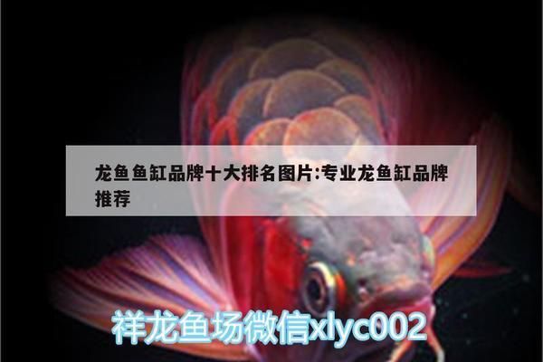 龍魚(yú)魚(yú)缸品牌十大排名最新圖片：龍魚(yú)魚(yú)缸品牌排行榜 龍魚(yú)百科 第2張