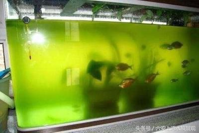 紅龍魚活餌與飼料混合喂養(yǎng)法：紅龍魚幼魚活餌與飼料混合喂養(yǎng)方法是一種綜合營養(yǎng)的飼養(yǎng)方式 龍魚百科 第1張