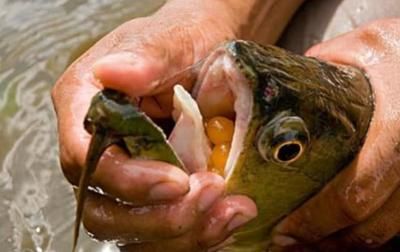 龍魚(yú)哪里有釣魚(yú)的地方：原神中釣龍魚(yú)技巧 龍魚(yú)百科 第4張