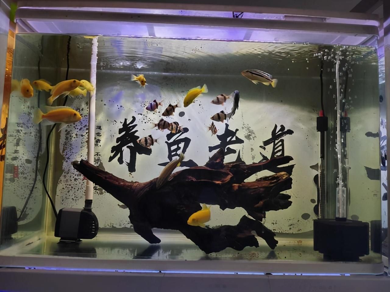 龍魚最近老是撞缸：龍魚撞缸怎么辦 龍魚百科 第1張