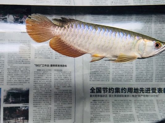 龍魚發(fā)色用什么燈好一點視頻教程：根據(jù)龍魚發(fā)色需求，合適的燈光選擇 龍魚百科 第2張