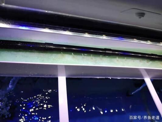 金龍魚怎么生小魚?：金龍魚的繁殖方式和注意事項 水族問答 第2張