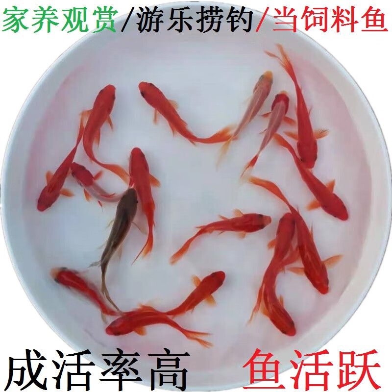 龍魚飼料魚怎么養(yǎng)活的：養(yǎng)殖龍魚飼料魚需要注意哪些問題 龍魚百科 第5張