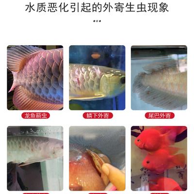 龍魚得寄生蟲(chóng)能自愈嗎怎么治：如何判斷龍魚寄生蟲(chóng)感染程度