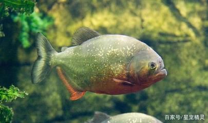 龍魚吃活食：成年龍魚每天喂食1-2次，每天喂食1-2次 龍魚百科 第3張