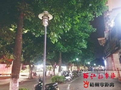 龍魚要開夜燈嗎：關于龍魚是否需要開夜燈的問題，龍魚夜間不安的解決方法 龍魚百科 第5張