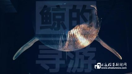 銀龍魚苗與金魚苗混養(yǎng)的飼料選擇：銀龍魚苗與金魚苗在混養(yǎng)時，飼料的選擇是非常關(guān)鍵的一環(huán) 龍魚百科 第2張