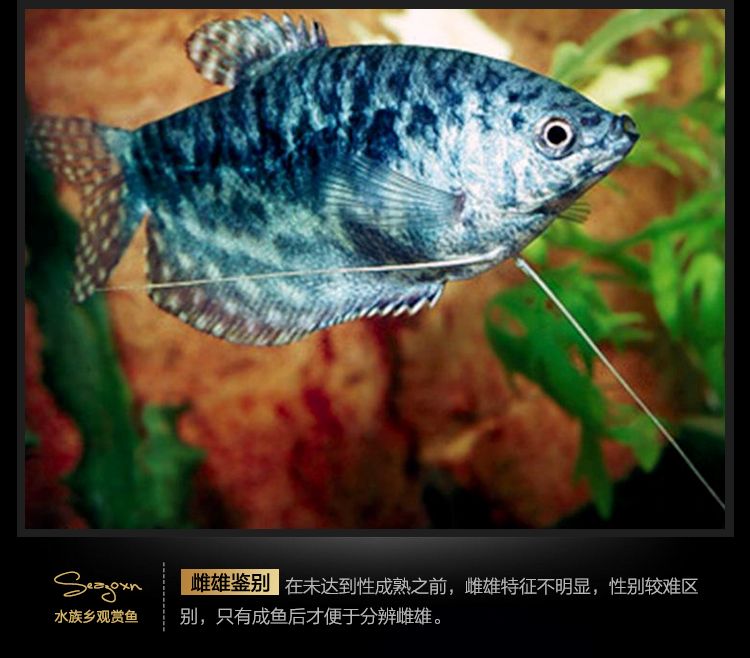 龍魚是淡水魚嗎為什么那么貴：龍魚的價格昂貴是由于其稀有性、血統(tǒng)和良好的品種共同作用的結果 龍魚百科 第3張