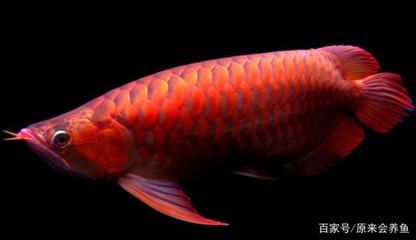 40公分的紅龍魚(yú)價(jià)格：40公分紅龍魚(yú)40公分紅龍魚(yú)價(jià)格受到多種因素影響 龍魚(yú)百科 第3張