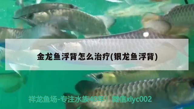 龍魚(yú)浮背一般多久會(huì)好：如何判斷龍魚(yú)浮背的嚴(yán)重程度 龍魚(yú)百科 第2張