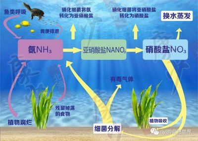 不同魚類換水需求：不同種類的魚對換水的需求有所不同 龍魚百科 第3張