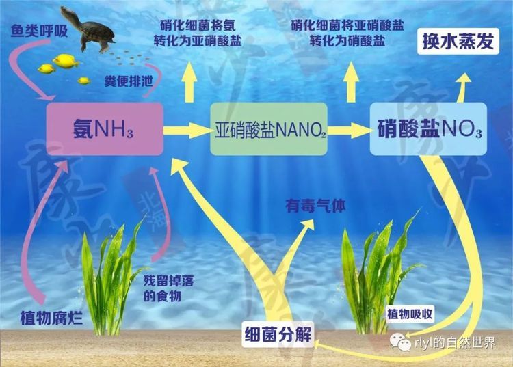 不同魚類換水需求：不同種類的魚對換水的需求有所不同 龍魚百科 第4張