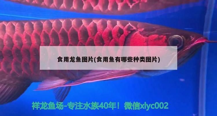 龍魚食用魚：龍魚飼養(yǎng)注意事項，龍魚飼料品牌推薦, 龍魚百科 第2張