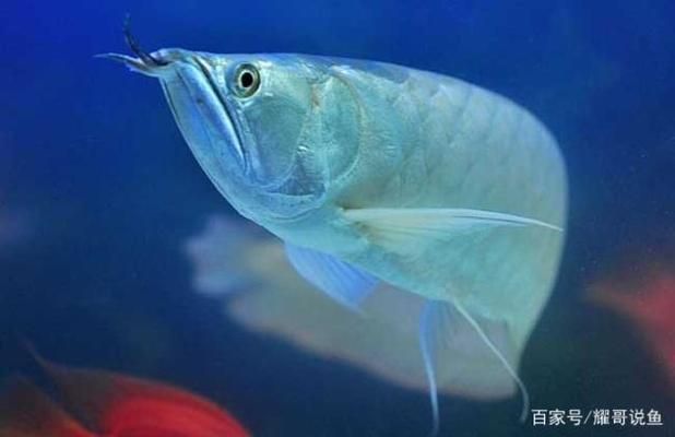 龍魚是熱帶魚嗎為什么：龍魚是熱帶魚嗎？ 龍魚百科 第5張